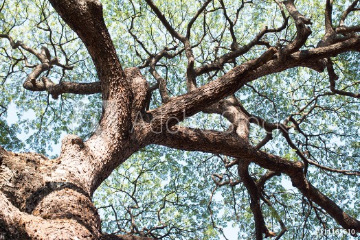 Picture of Details of green leaf and branch tree foliage background